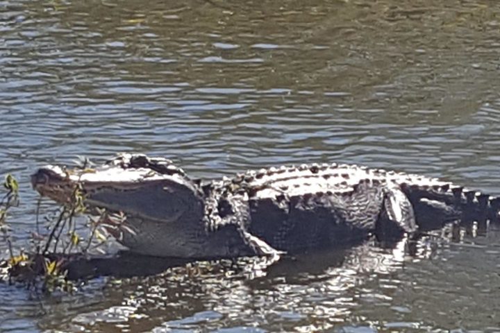 a bird swimming in water next to a body of water